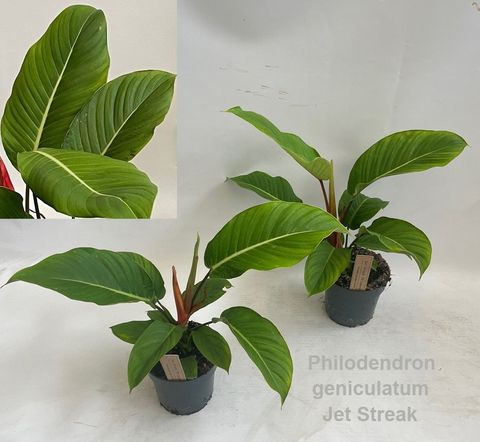 Philodendron geniculatum 'Jet Streak'