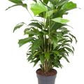Caryota mitis