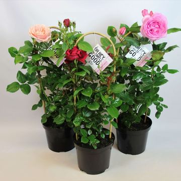 Rosa RENAISSANCE COLLECTION MIX