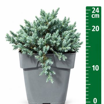 Juniperus squamata 'Tropical Blue'