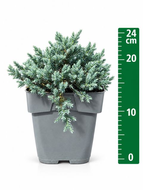 Juniperus squamata 'Tropical Blue'