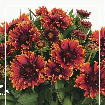 Gaillardia aristata SPINTOP YELLOW TOUCH