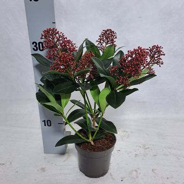 Skimmia japonica 'Rubella'