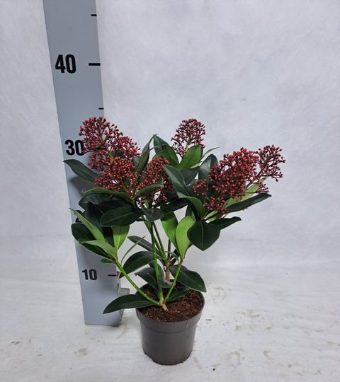 Skimmia japonica 'Rubella'