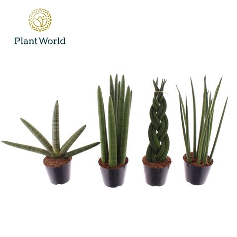 Sansevieria cylindrica MIX
