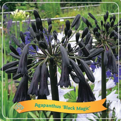 Agapanthus 'Black Magic'