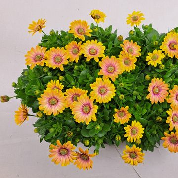 Osteospermum SEÑORITA BONITA