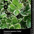 Euonymus japonicus 'Kathy'