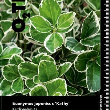 Euonymus japonicus 'Kathy'