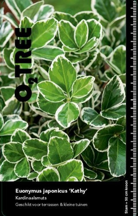 Euonymus japonicus 'Kathy'