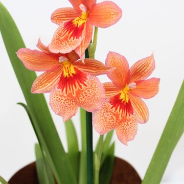 x Burrageara Nelly Isler