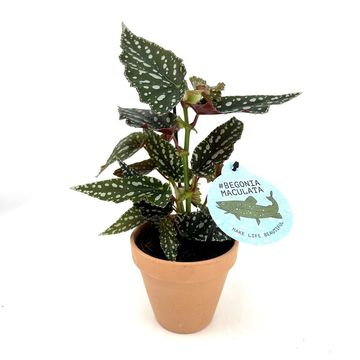 Begonia maculata 'Bubbles'