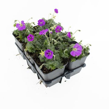 Geranium sanguineum 'Max Frei'