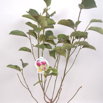 Magnolia 'Genie'