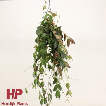 Aeschynanthus marmoratus Aeschynanthus marmoratus