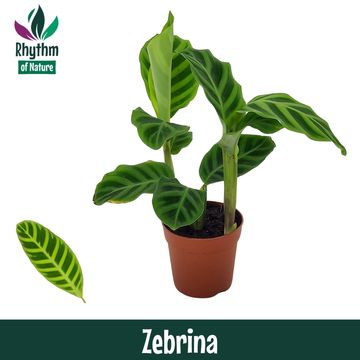 Calathea zebrina