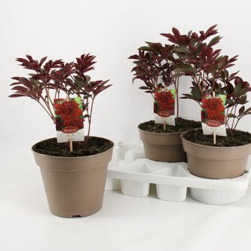 Paeonia RED