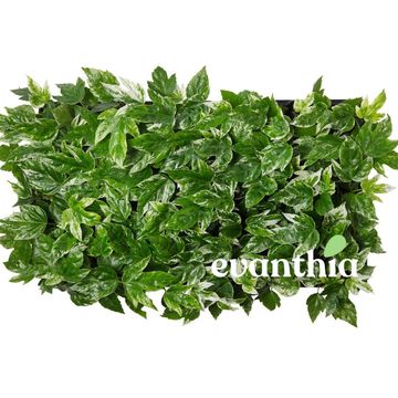 Fatsia japonica 'Spider's Web'