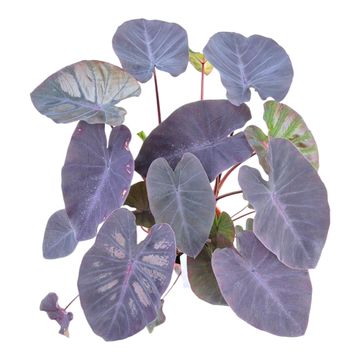 Colocasia 'Hybrid Purana'