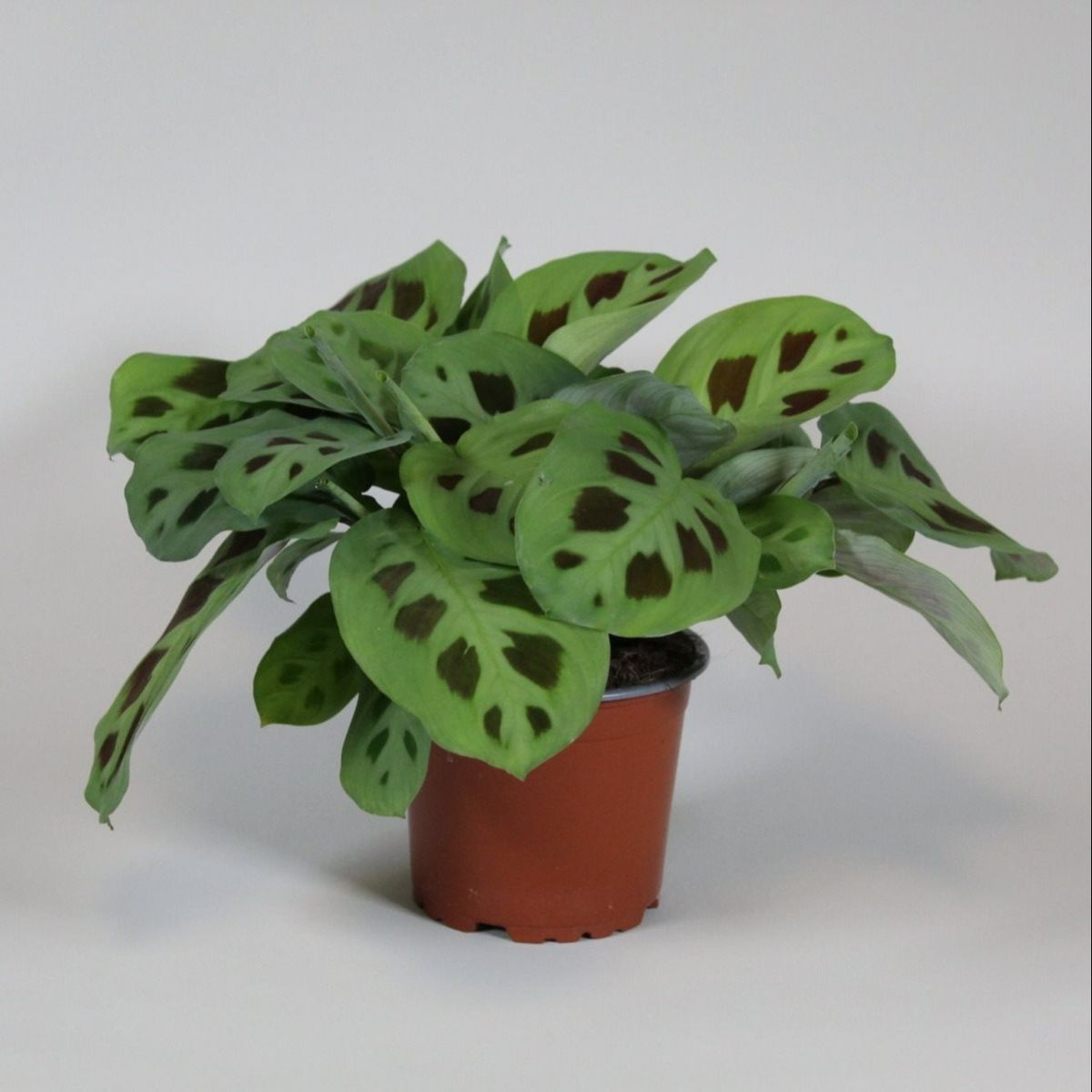 Maranta leuconeura 'Kerchoveana' — Mayorista de plantas FlorAccess