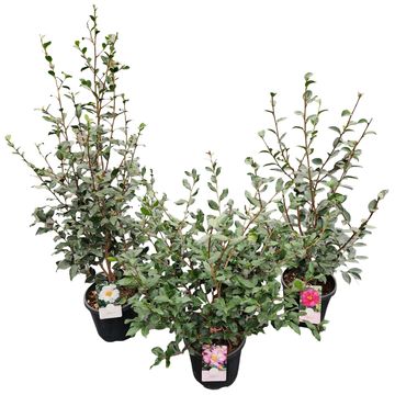 Camellia sasanqua MIX