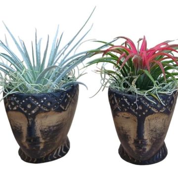 Tillandsia MIX