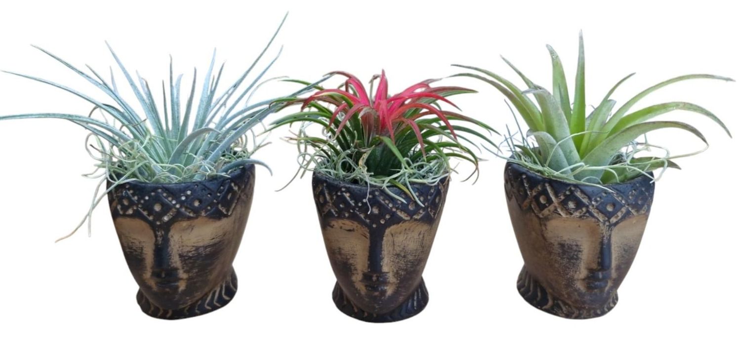 Tillandsia, la pianta senza terra - Cose di Casa