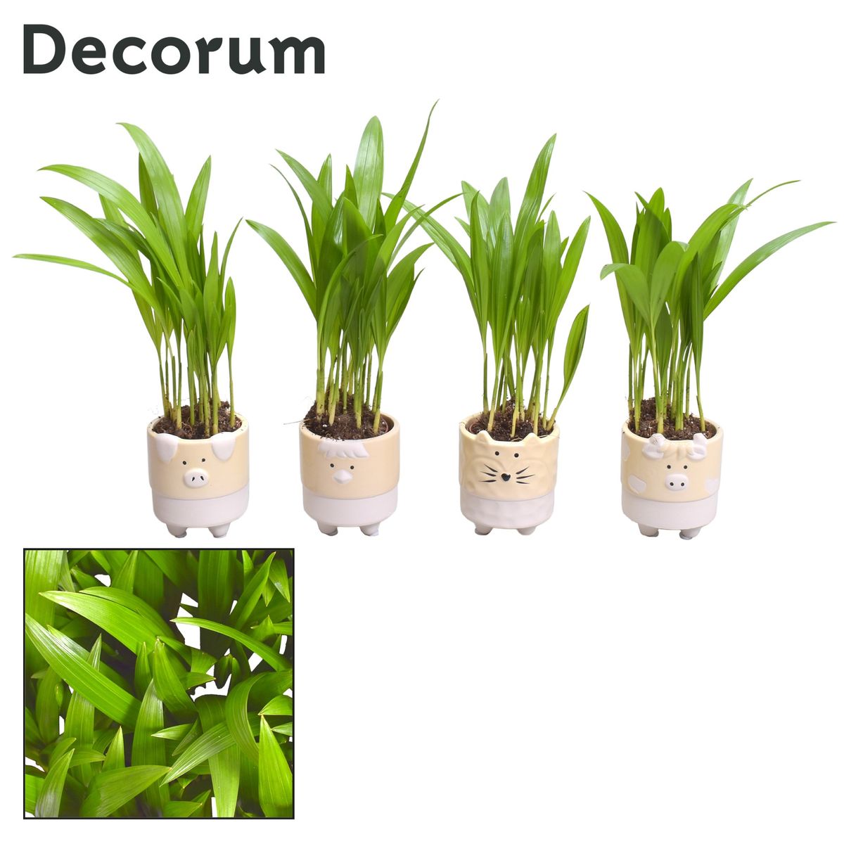 Dypsis lutescens — Plant Wholesale FlorAccess