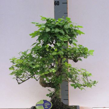 Ligustrum sinense
