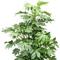 Fatsia japonica