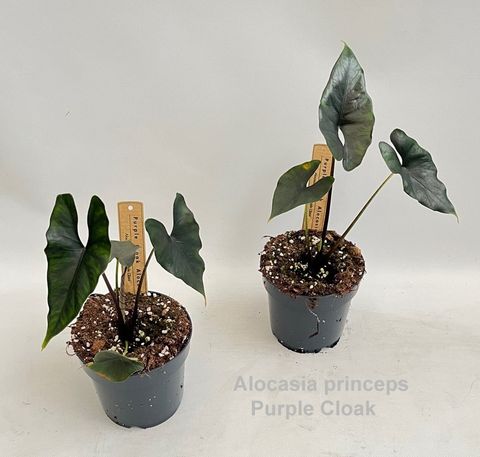 Alocasia princeps 'Purple Cloak'