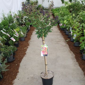 Lagerstroemia indica 'Purple Star'