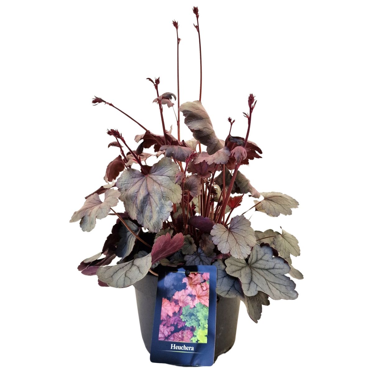 Heuchera 'Silver Gumdrop' — Plant Wholesale FlorAccess