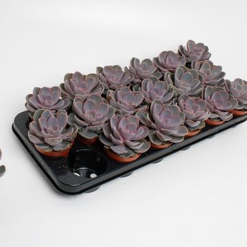 Echeveria 'Perle von Nürnberg'