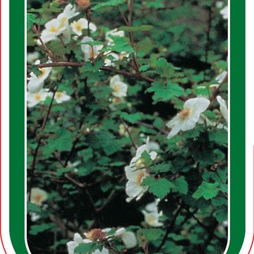 Rubus 'Benenden'