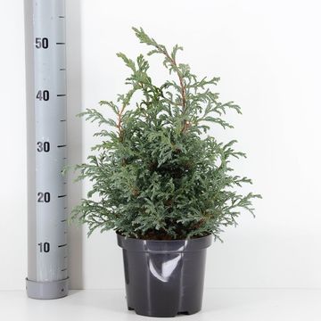 Chamaecyparis pisifera 'Baby Blue'
