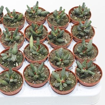 Adromischus festivus