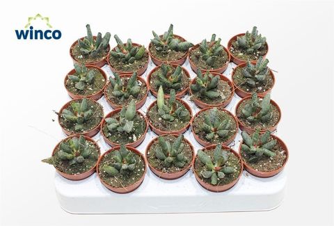 Adromischus festivus