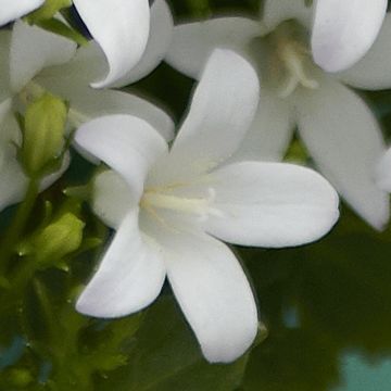 Campanula portenschlagiana AMBELLA WHITE