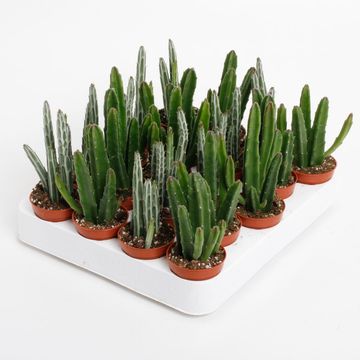 Stapelia MIX
