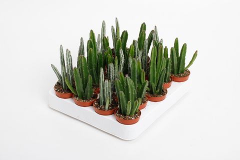 Stapelia MIX