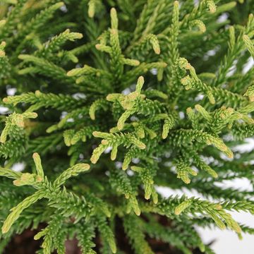 Cryptomeria japonica 'Little Champion'