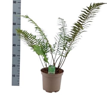 Dryopteris cycadina