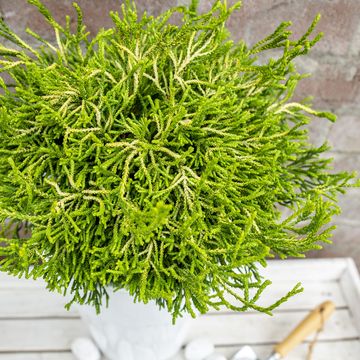 Chamaecyparis obtusa 'Gitte'