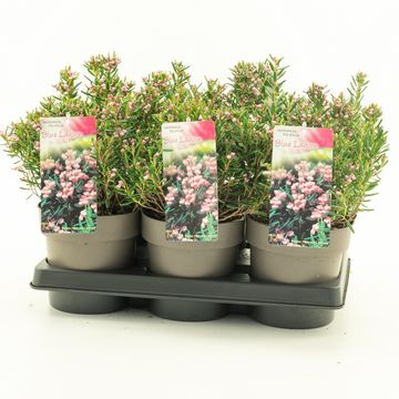 Andromeda polifolia 'Blue Lagoon'