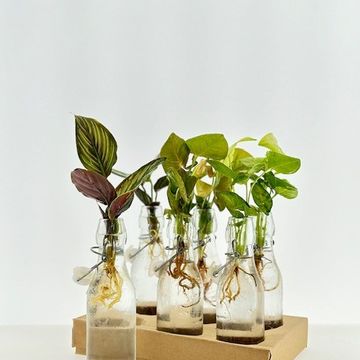 Plantes d'interieur MIX