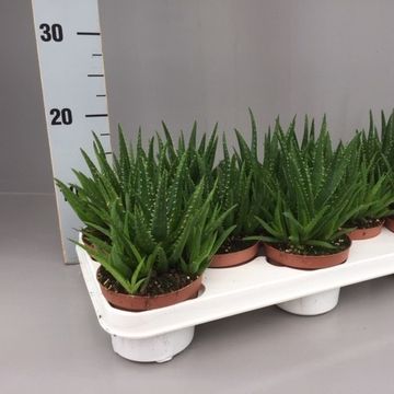 Aloe mitriformis