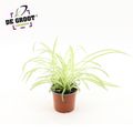 Chlorophytum comosum 'Вариегатум'