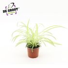 Chlorophytum comosum 'Вариегатум'