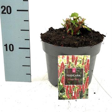 Persicaria amplexicaulis 'Dark Red'